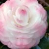 Guest Star Camellia Japonica - 3 Gallon Pot -Plant Lover House Shop camellia guest star 7