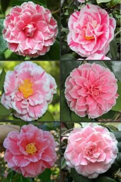 Brilliant Gem Fragrant Camellia Japonica - Herme - 3 Gallon Pot 11 Brilliant Gem Fragrant Camellia Japonica - Herme - 3 Gallon Pot -Plant Lover House Shop camellia herrmes 1 1