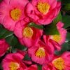 Bright Eyes Camellia Japonica - 3 Gallon Pot -Plant Lover House Shop camellia hybrid bright eyes 1