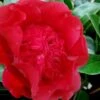 Altheaflora Camellia - 3 Gallon Pot -Plant Lover House Shop camellia japonica altheaflora 1