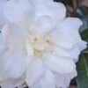 Chisato No Aki Camellia Japonica - 3 Gallon Pot -Plant Lover House Shop camellia japonica chisato no aki 2