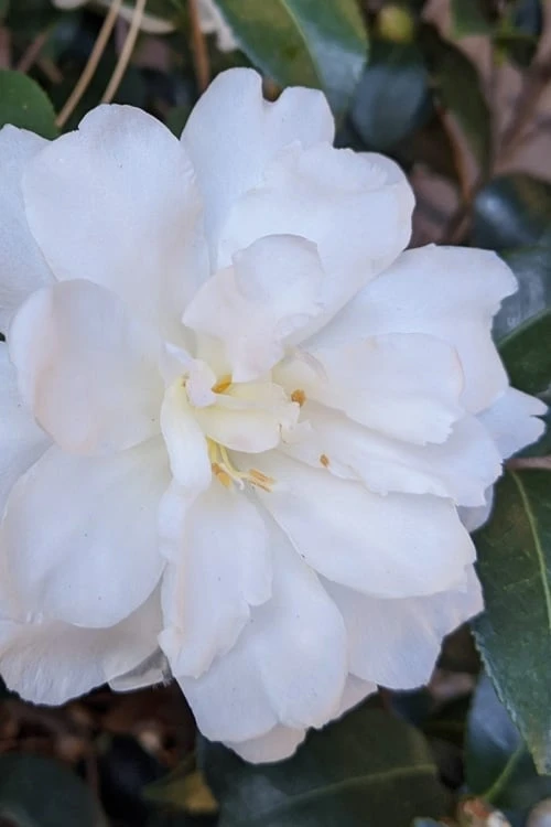 Chisato No Aki Camellia Japonica - 3 Gallon Pot 3 Chisato No Aki Camellia Japonica - 3 Gallon Pot