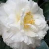 Colonial Dame Camellia - 3 Gallon Pot 2 Colonial Dame Camellia - 3 Gallon Pot -Plant Lover House Shop camellia japonica colonial dame 20