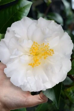 Colonial Dame Camellia - 3 Gallon Pot 11 Colonial Dame Camellia - 3 Gallon Pot -Plant Lover House Shop camellia japonica colonial dame 4