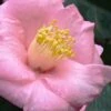 Isaribi Camellia Japonica - 3 Gallon Pot 2 Isaribi Camellia Japonica - 3 Gallon Pot -Plant Lover House Shop camellia japonica isaribi 6