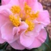 Junior Miss Fragrant Pink Camellia - 7 Gallon Pot 1 Junior Miss Fragrant Pink Camellia - 7 Gallon Pot -Plant Lover House Shop camellia japonica junior miss 4
