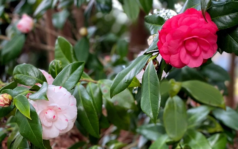 LA Peppermint Camellia Japonica - 1 Gallon Pot 7 LA Peppermint Camellia Japonica - 1 Gallon Pot - Image 5