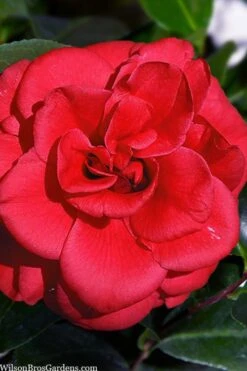 Paulette Goddard Camellia Japonica - 3 Gallon Pot 10 Paulette Goddard Camellia Japonica - 3 Gallon Pot -Plant Lover House Shop camellia japonica paulette goddard 1