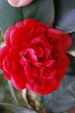 Paulette Goddard Camellia Japonica - 3 Gallon Pot 9 Paulette Goddard Camellia Japonica - 3 Gallon Pot -Plant Lover House Shop camellia japonica paulette goddard 2