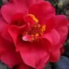 Paulette Goddard Camellia Japonica - 3 Gallon Pot 2 Paulette Goddard Camellia Japonica - 3 Gallon Pot -Plant Lover House Shop camellia japonica paulette goddard 6