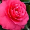 Rose Dawn Camellia Japonica - 3 Gallon Pot -Plant Lover House Shop camellia japonica rose dawn 23