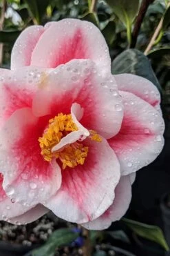 Sadaharu Oh Camellia - 7 Gallon Pot (3-4') -Plant Lover House Shop camellia japonica sadaharu oh 100