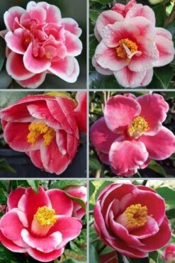 Sadaharu Oh Camellia - 3 Gallon Pot -Plant Lover House Shop camellia japonica sadaharu oh 102 1