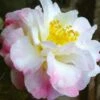 Star Above Star Camellia Sasanqua - 3 Gallon Pot -Plant Lover House Shop camellia japonica star above star 1
