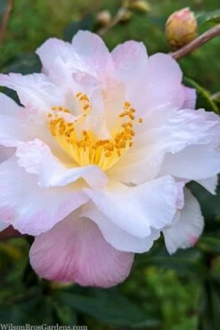 Star Above Star Camellia Sasanqua - 3 Gallon Pot -Plant Lover House Shop camellia japonica star above star 2