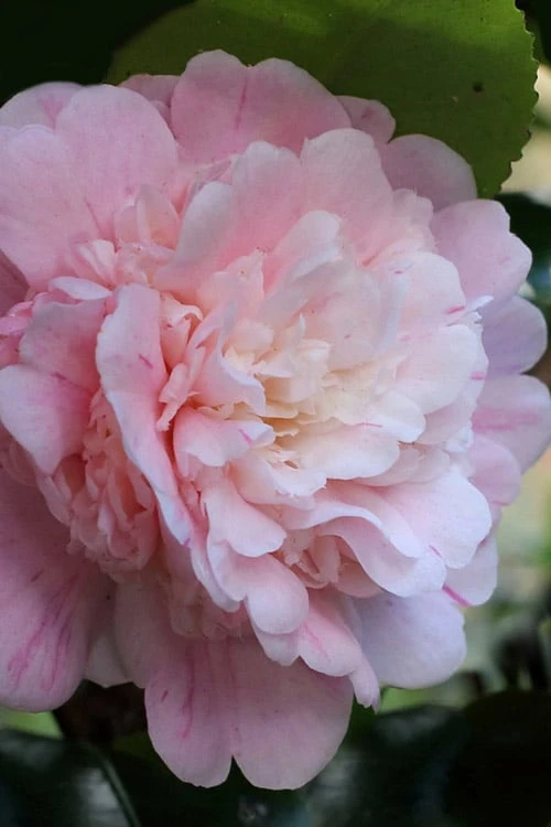 Thompsonii Camellia Japonica - 3 Gallon Pot 3 Thompsonii Camellia Japonica - 3 Gallon Pot