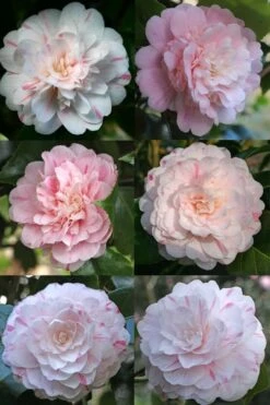 Thompsonii Camellia Japonica - 3 Gallon Pot 10 Thompsonii Camellia Japonica - 3 Gallon Pot -Plant Lover House Shop camellia japonica thompsonii 4