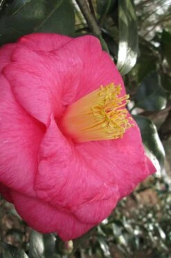 Lady Clare Camellia Japonica - 3 Gallon Pot -Plant Lover House Shop camellia lady clare 1