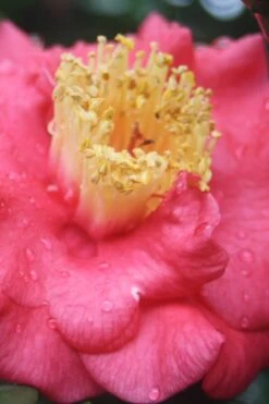 Lady Clare Camellia Japonica - 3 Gallon Pot -Plant Lover House Shop camellia lady clare 2