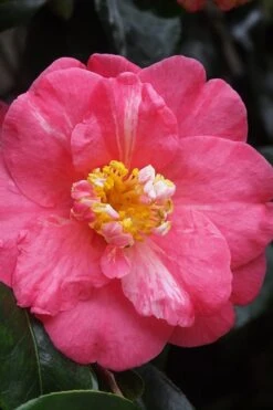 Lady Clare Camellia Japonica - 3 Gallon Pot -Plant Lover House Shop camellia lady clare 5