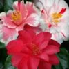Lady Vansittart Multicolor Camellia Japonica - 2 Gallon Pot -Plant Lover House Shop camellia lady vansittart 50 1