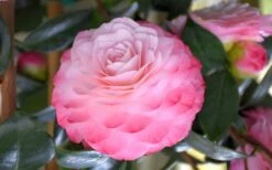 Nuccio's Pearl Camellia Japonica - 3 Gallon Pot -Plant Lover House Shop camellia mnuccios pearl 3