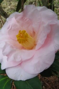 Moonlight Bay Camellia Japonica - 3 Gallon Pot -Plant Lover House Shop camellia moonlight bay 5