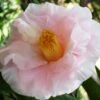 Moonlight Bay Camellia Japonica - 3 Gallon Pot -Plant Lover House Shop camellia moonlight bay 8