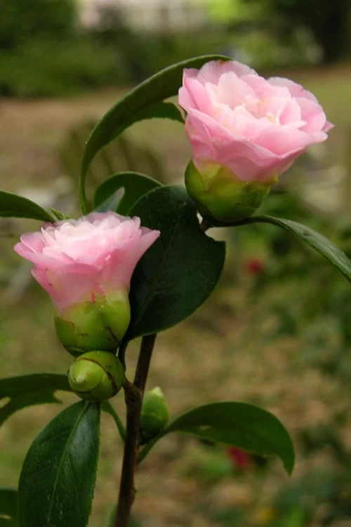 Nuccio's Pearl Camellia Japonica - 1 Gallon Pot 3 Nuccio's Pearl Camellia Japonica - 1 Gallon Pot