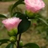 Nuccio's Pearl Camellia Japonica - 3 Gallon Pot -Plant Lover House Shop camellia nuccios pearl 2