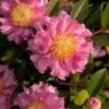 October Magic Carpet Dwarf Camellia - 3 Gallon Pot -Plant Lover House Shop camellia october magic carpet 10