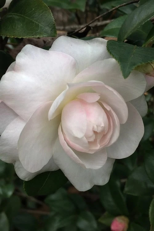 October Magic Dawn Camellia - 1 Gallon Pot 3 October Magic Dawn Camellia - 1 Gallon Pot