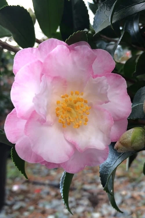 October Magic Orchid Camellia - 2 Gallon Pot 3 October Magic Orchid Camellia - 2 Gallon Pot