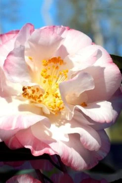 Omega Camellia Japonica - 3 Gallon Pot 10 Omega Camellia Japonica - 3 Gallon Pot -Plant Lover House Shop camellia omega 2
