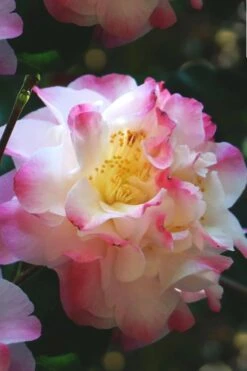 Omega Camellia Japonica - 3 Gallon Pot 11 Omega Camellia Japonica - 3 Gallon Pot -Plant Lover House Shop camellia omega 3