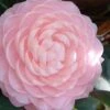 Otome Pink Camellia Japonica - 3 Gallon Pot 2 Otome Pink Camellia Japonica - 3 Gallon Pot -Plant Lover House Shop camellia otome 3