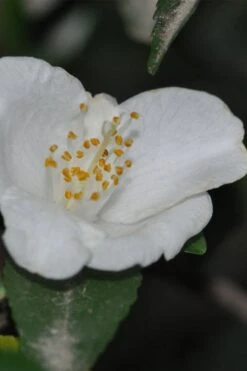 Parvilimba Camellia - 5 Gallon Pot -Plant Lover House Shop camellia parvilimba 6