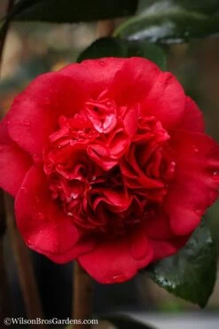 Professor Sargent Camellia Japonica - 3 Gallon Pot -Plant Lover House Shop camellia professor sargent 20 1