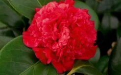 Professor Sargent Camellia Japonica - 7 Gallon Pot (3-4') -Plant Lover House Shop camellia professor sargent bloom