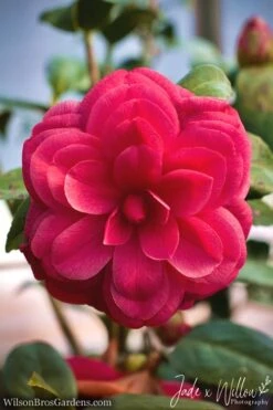Purple Dawn Camellia Japonica - 1 Gallon Pot -Plant Lover House Shop camellia purple dawn jw 1