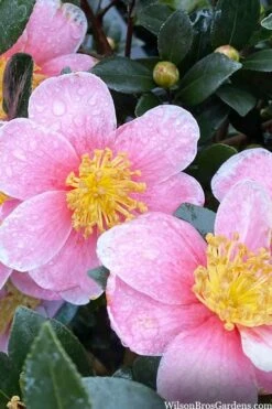 Maggie's Pink Camellia - 3 Gallon Pot -Plant Lover House Shop camellia sasanqua maggies pink 3