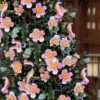 Maggie's Pink Camellia - 3 Gallon Pot -Plant Lover House Shop camellia sasanqua maggies pink 7