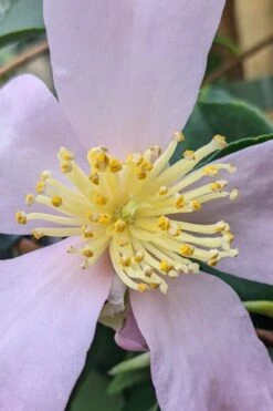 Maiden's Blush Camellia - 3 Gallon -Plant Lover House Shop camellia sasanqua maiden blush 4