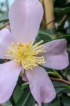 Maiden's Blush Camellia - 3 Gallon -Plant Lover House Shop camellia sasanqua maiden blush 5