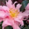 Pink Snow Camellia Sasanqua - 7 Gallon Pot (3-4') -Plant Lover House Shop camellia sasanqua pink snow 101