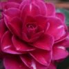 Purple Haze Camellia - 1 Gallon Pot -Plant Lover House Shop camellia sasanqua purple haze 1
