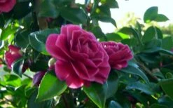 Purple Haze Camellia- 3 Gallon Pot -Plant Lover House Shop camellia sasanqua purple haze 2 2