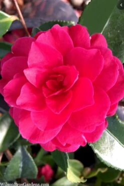 Purple Haze Camellia- 3 Gallon Pot -Plant Lover House Shop camellia sasanqua purple haze 4 2
