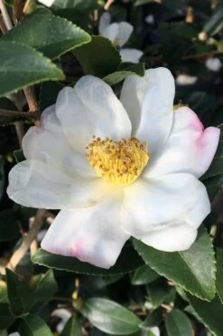 Survivor Cold Hardy White Camellia - 3 Gallon Pot -Plant Lover House Shop camellia sasanqua sweet october 3