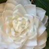 Sea Foam White Camellia Japonica - 3 Gallon Pot -Plant Lover House Shop camellia sea foam 1